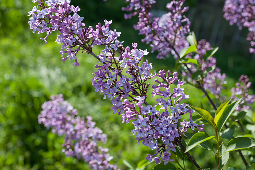Photo showing the large purple flowers of a buddleia tree growing in the wild (Latin name: Buddleja davidii). This is also known as a 'butterfly bush', as the extremely fragrant flowers are often covered in colourful peacock butterflies.