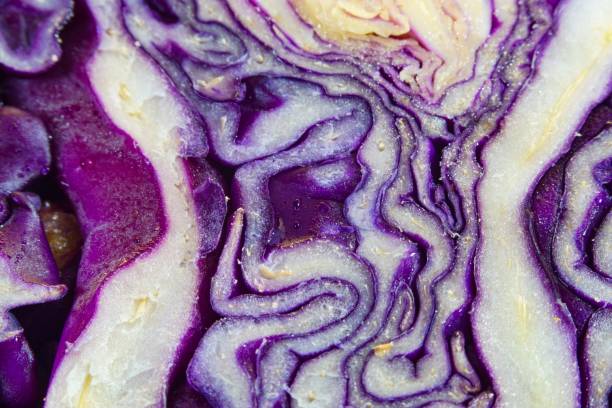 Purple cabbage slice macro closeup stock photo