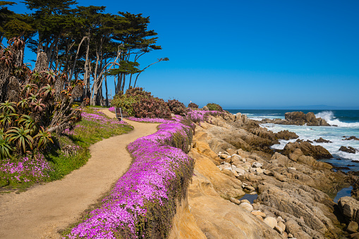 Purple wild flowers on Monterey beach in srping with blue sky, California, USA