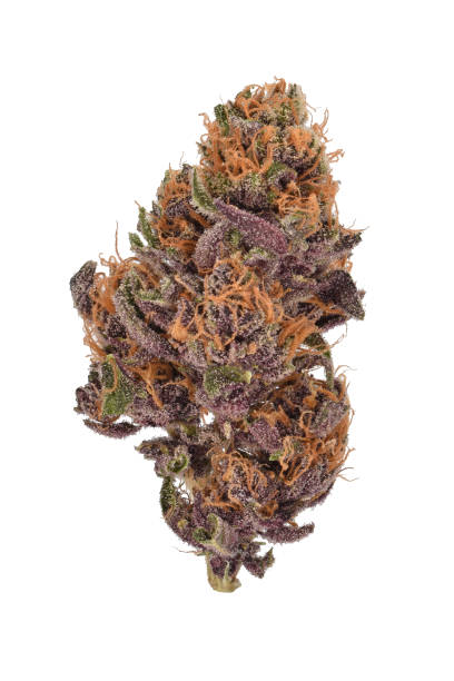 Purple Cannabis Bud Forbidden Fruit Cannabis, Cali plant trichome stock pictures, royalty-free photos & images