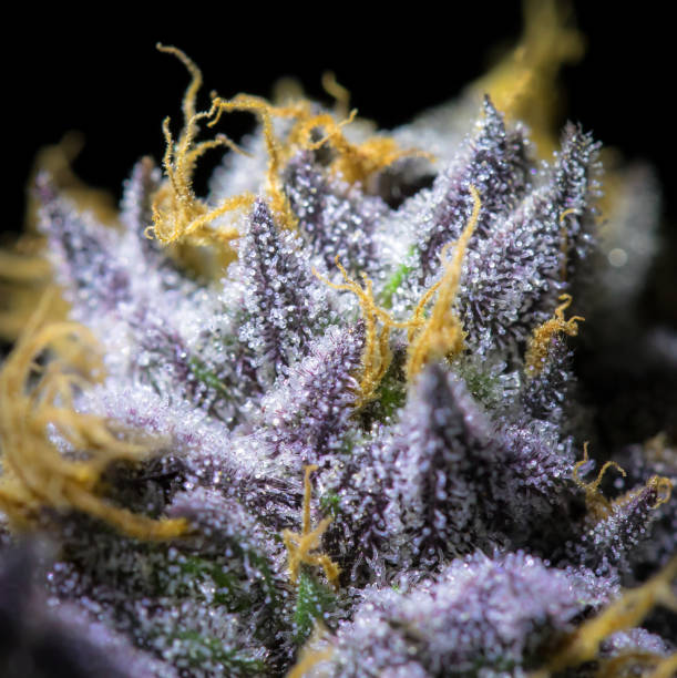 Purple Cannabis Macro Cannabis macro plant trichome stock pictures, royalty-free photos & images