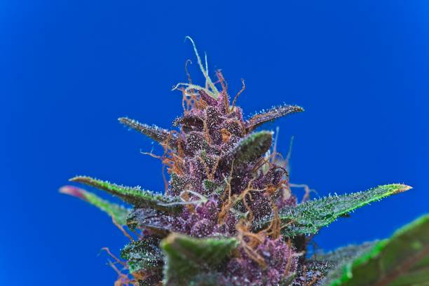 Purple cannabis top bud with leaves stock photo