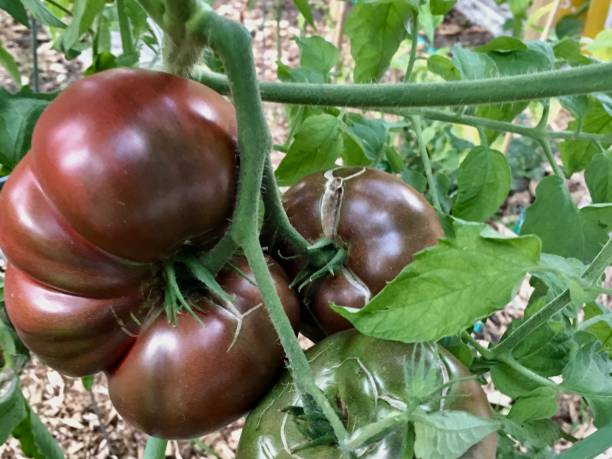 Purple Cherokee Tomato Unripe stock photo