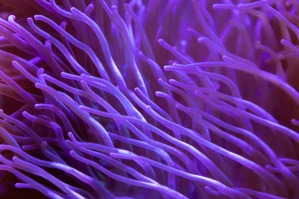 purple corals background and texture. underwater marine aquarium. purple corals background and texture. underwater marine aquarium. aqualung diving equipment photos stock pictures, royalty-free photos & images