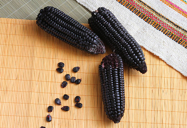Purple Corn Cobs with Kernels stock photo