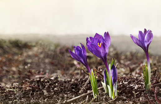 Purple crocus flowers in a empty spring ground for seasonal background