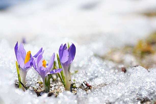 Purple Crocus growing in the early spring through snow Early Spring Crocus in Snow series: group of flowers (shallow depth of field) thaw stock pictures, royalty-free photos & images