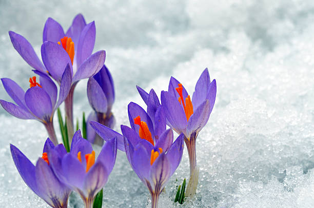 Purple Crocuses growing up on snow Delicate spring crocuses push forth, despite snow. mike cherim stock pictures, royalty-free photos & images