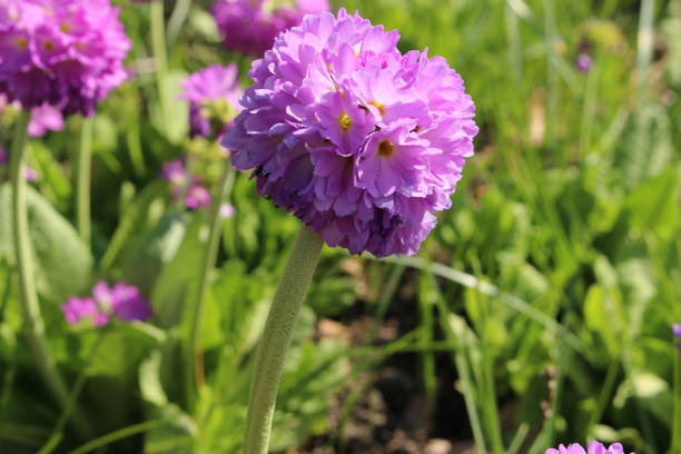 Purple "Drumstick Primrose" flower - Primula Denticulata stock photo