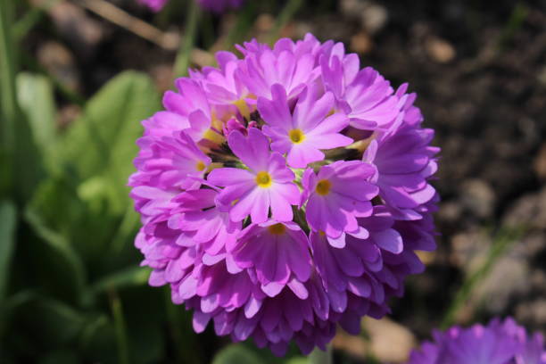 Purple "Drumstick Primrose" flower - Primula Denticulata stock photo