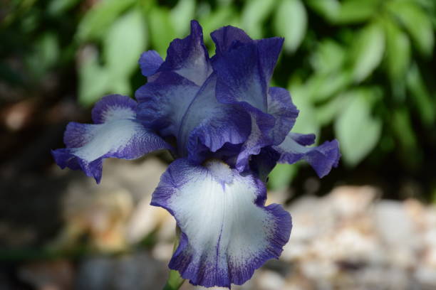 Purple Dwarf Iris Flower stock photo