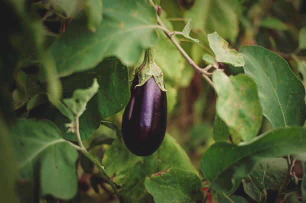Purple Eggplant Growing in Vegetable Garden Purple eggplant growing in vegetable garden eggplant stock pictures, royalty-free photos & images
