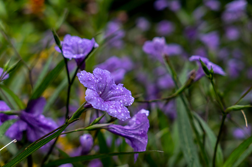 purple flower covered with water droplets