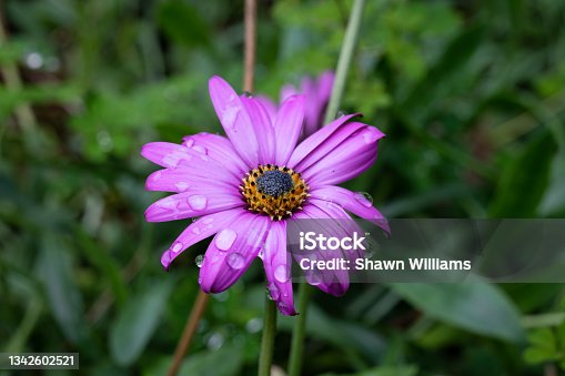 istock Purple Flower in the Rain 1342602521