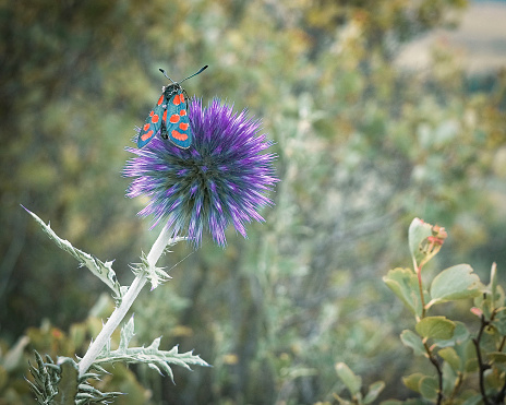 purple flower of Echinops with butterfly