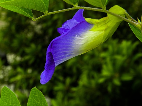 Focused photo of a purple flower