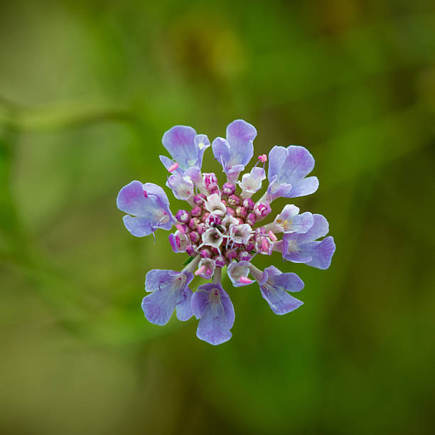 Purple flower stock photo