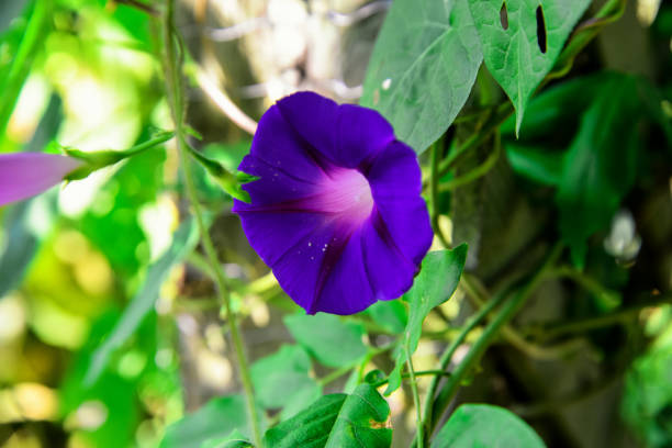 Purple Flower stock photo