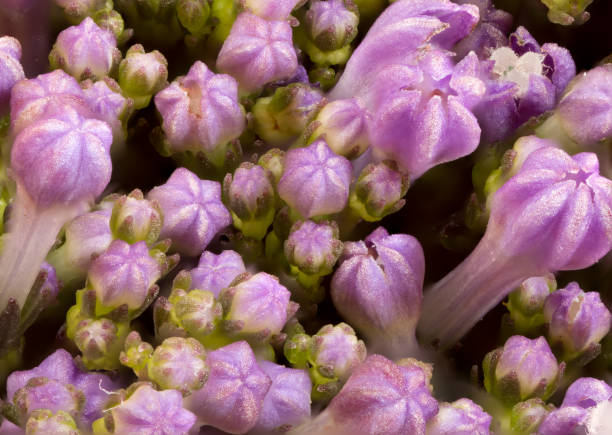 Purple Flowers macro stock photo