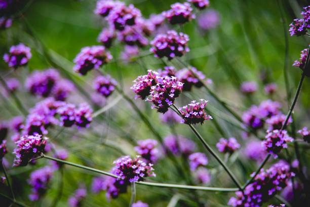 Purple flowers stock photo