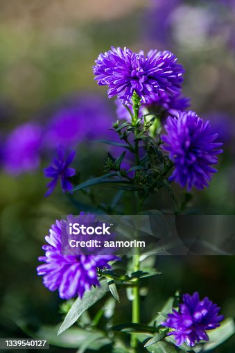 istock Purple flowers 1339540127