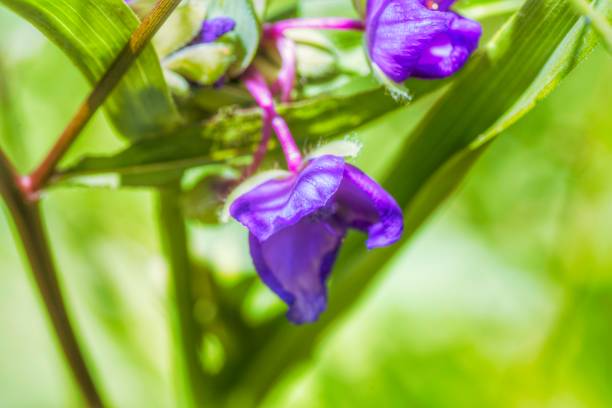 Purple Flowers stock photo