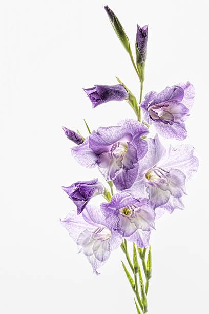 Purple flowers.Gladiolus stock photo