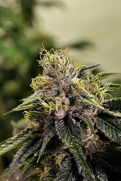 Purple Frosty Marijuana Bud stock photo