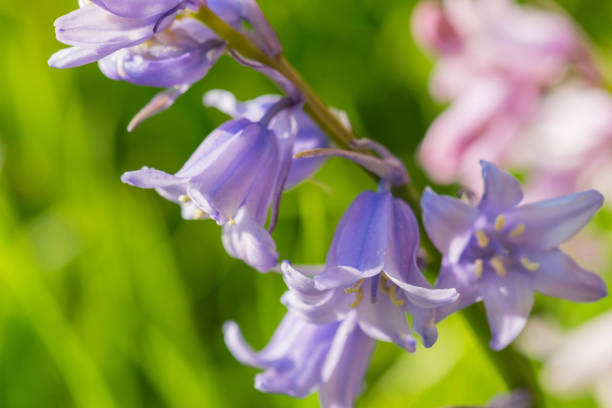 Purple Harebell Flowers, Campanula rotundifolia, closeup on green natural background, selective focus. stock photo