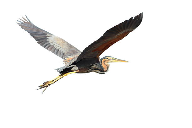 purple heron over white purple heron ( Ardea purpurea ) in flight, isolated over white heron family stock pictures, royalty-free photos & images