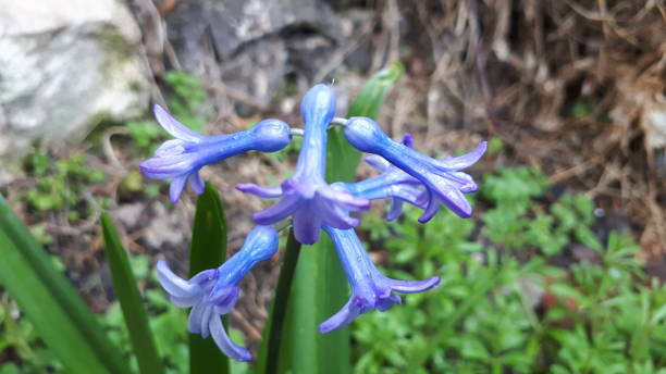 Purple hyaciths stock photo