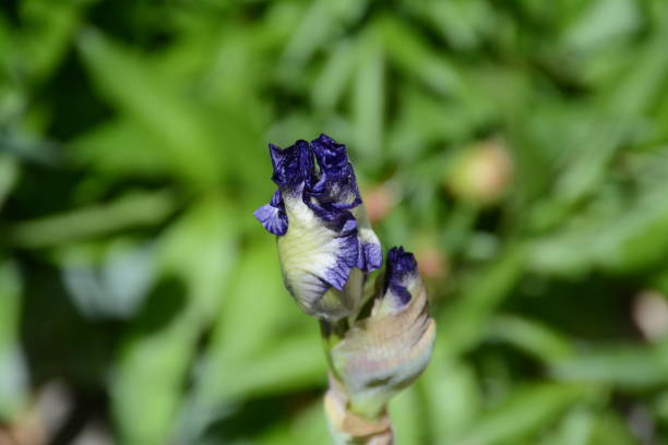 Purple Iris Dwarf Flower stock photo
