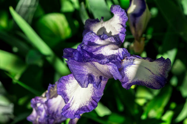 Purple Iris Flower stock photo