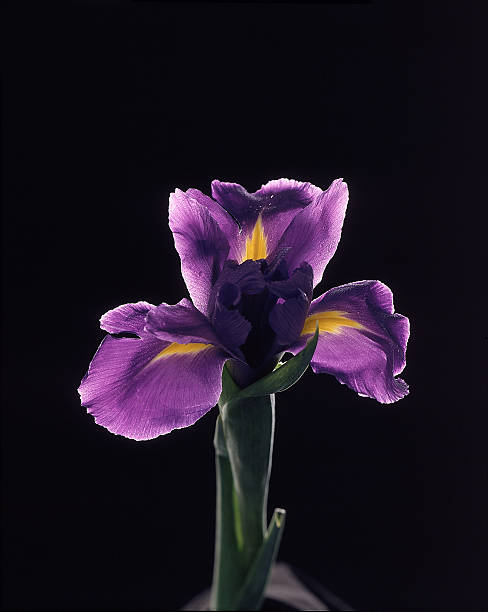 Purple Iris Flower stock photo