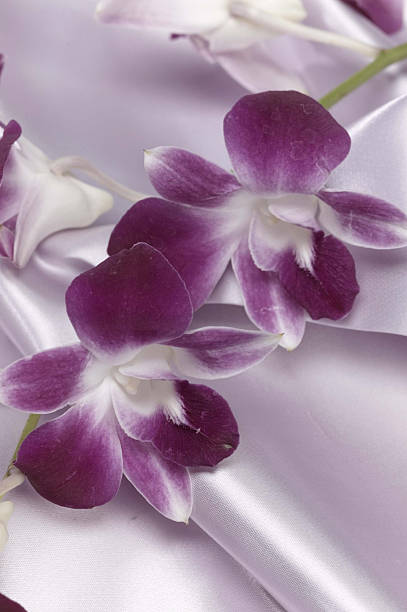 purple iris flowers stock photo