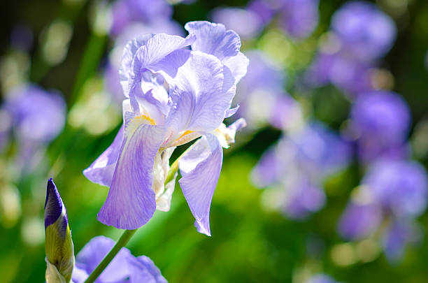 Purple Iris ona a meadow. Soft focus or shallow depth of field. Iris...