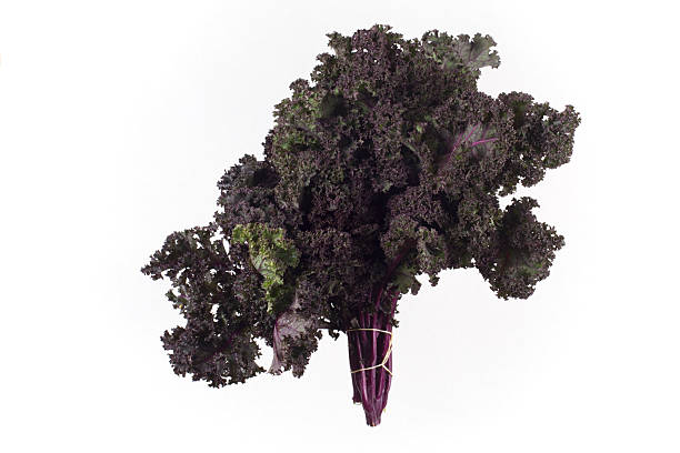 Purple Kale stock photo