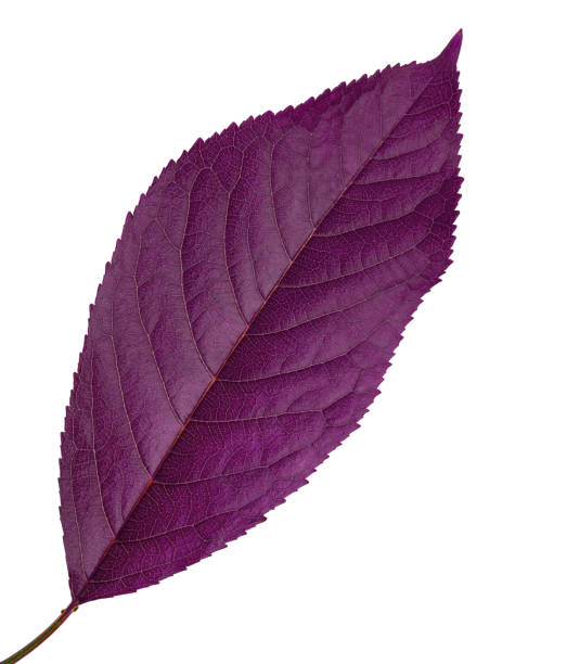 purple leaf from cherry, on a white background in isolation stock photo