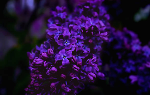 Purple Lilac Bloom during Spring stock photo