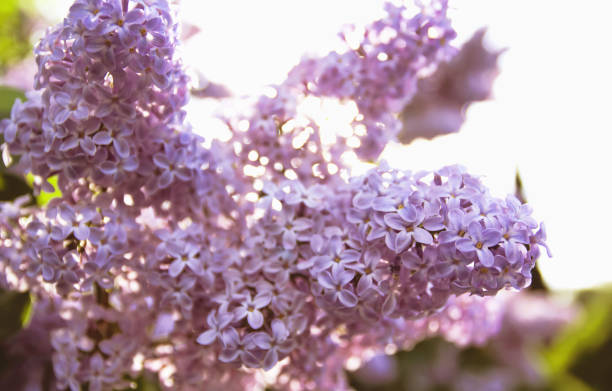 Purple Lilac Bloom during Spring stock photo
