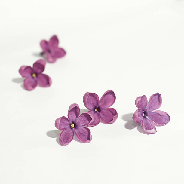 Purple lilac flowers on white background stock photo