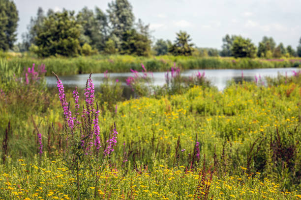 Purple loosestrife blooming on the bank of a narrow river stock photo
