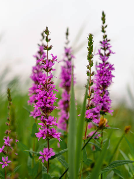 Purple Loosestrife or Lythrum salicaria flower heads in the green field stock photo