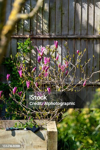 istock Purple magnolia in spring 1332163088