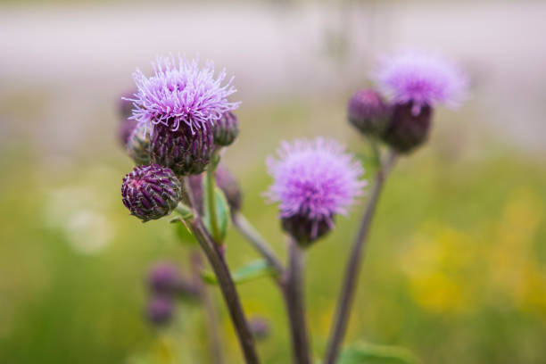 Purple Meadow Flower stock photo
