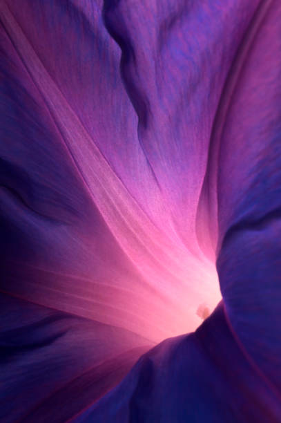 púrpura flor gloria de la mañana - detalle de primer plano fotografías e imágenes de stock
