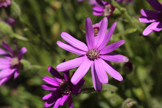 Purple "Mountain Senecio" flower - Senecio Macrocephalus stock photo