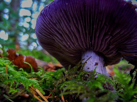 Purple mushroom stretched toward clouds with green moss surrounding base next to brown leaves.