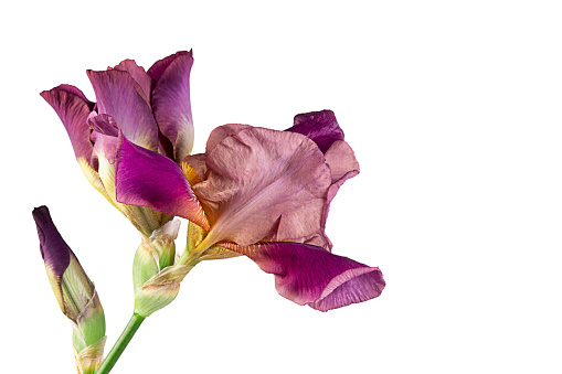 Beautiful purple or violet fleur-de-lis, Iris flower, isolated on while background.