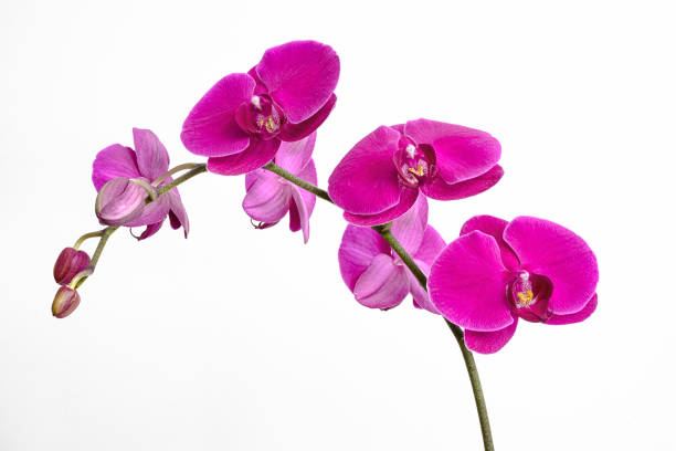Purple orchid flowers, Orchidaceae, phalaenopsis or falah, or butterfly orchids, isolated on a white background. Copy space. stock photo